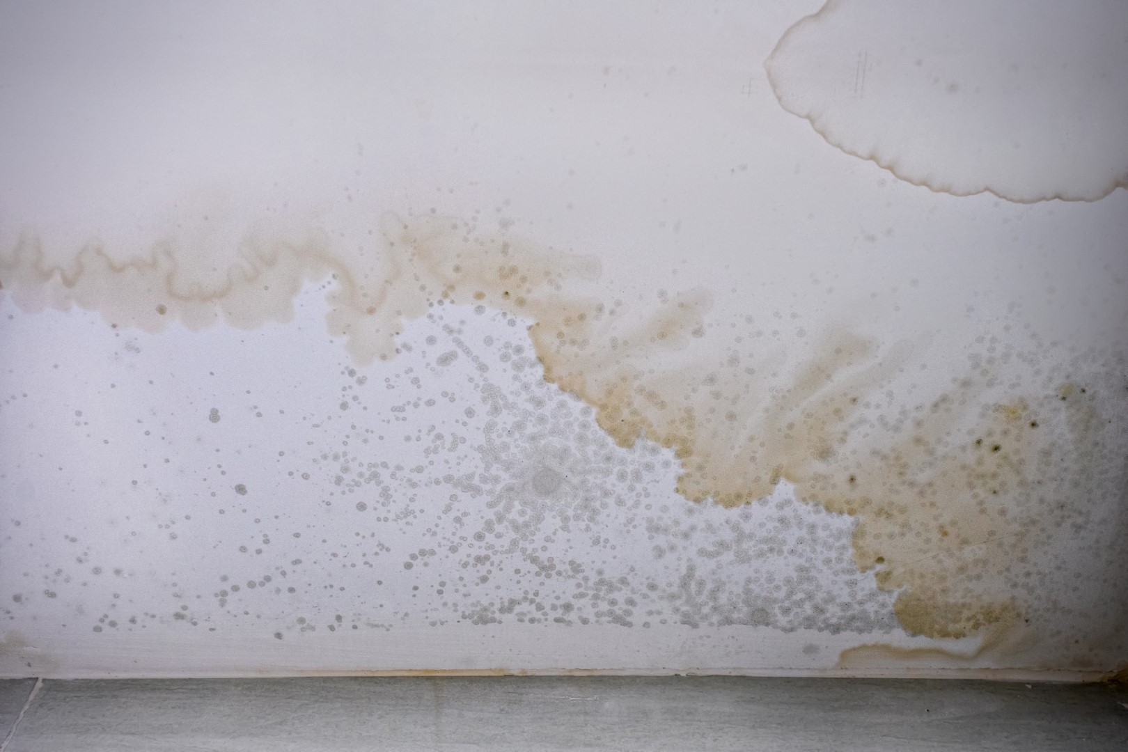 mould stains on the ceiling 2024 11 26 10 34 48 utc Large